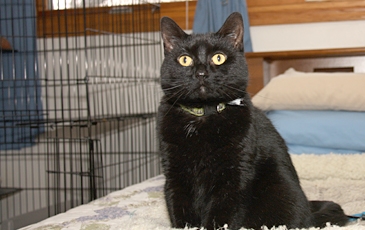 Black FIV+ Cat